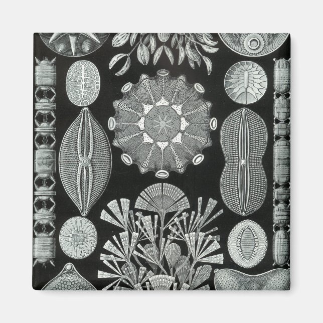 Aimant Haeckel Négatif (Devant)