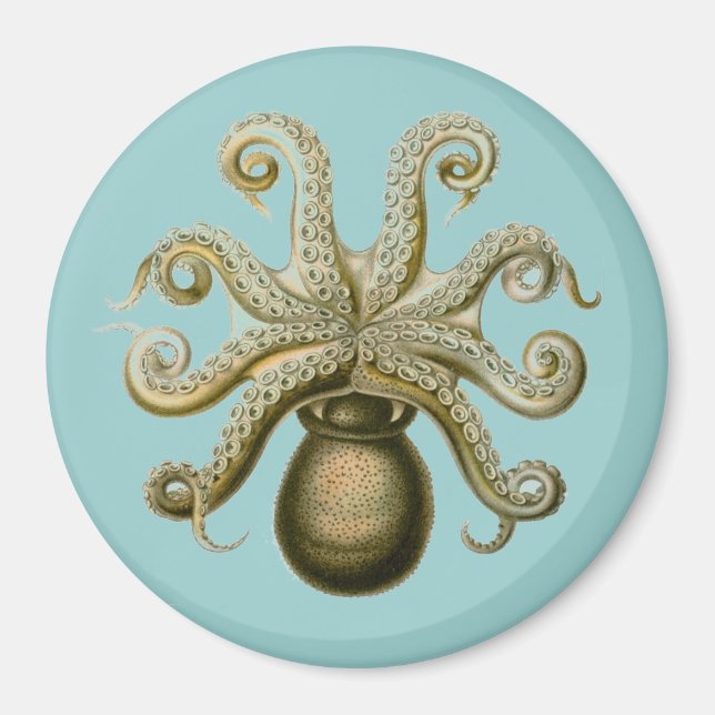 Aimant Haeckel Octopus (Devant)