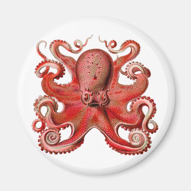 Aimant Haeckel Octopus Red (Devant)
