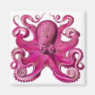 Aimant Haeckel Octopus rose