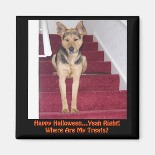 Aimant Halloween Berger Allemand Chien Pas de traitement