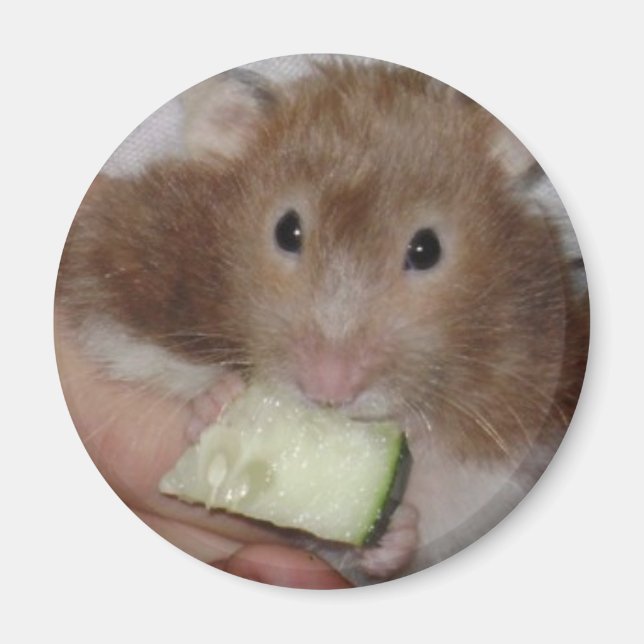 Aimant hamster (Devant)