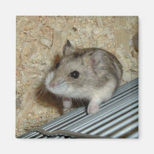 Aimant Hamster de Campbells