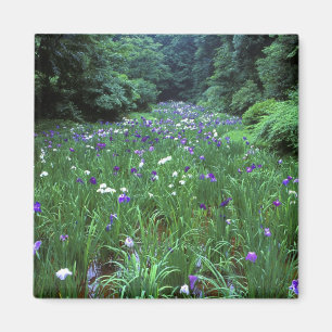 Aimant Hana Shobu (Japanese Water Iris), Meiji Shrine,