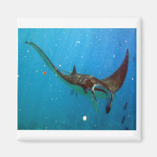 Aimant Hanauma Bay Hawaii Manta Ray