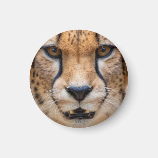 Aimant Happy Cheetah