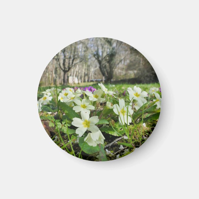 Aimant Harbinger du printemps (Devant)