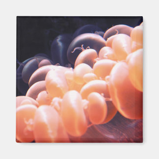 Aimant haricots lités 8x8