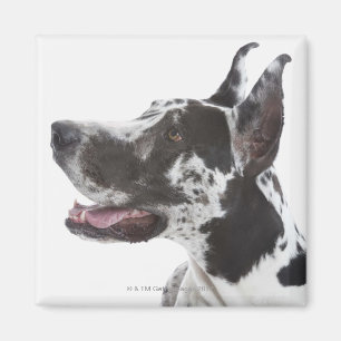 Aimant Harlequin great dane