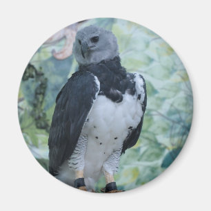 Aimant Harpy Eagle Captive