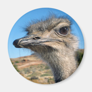 Aimant Harry the Happy Ostrich