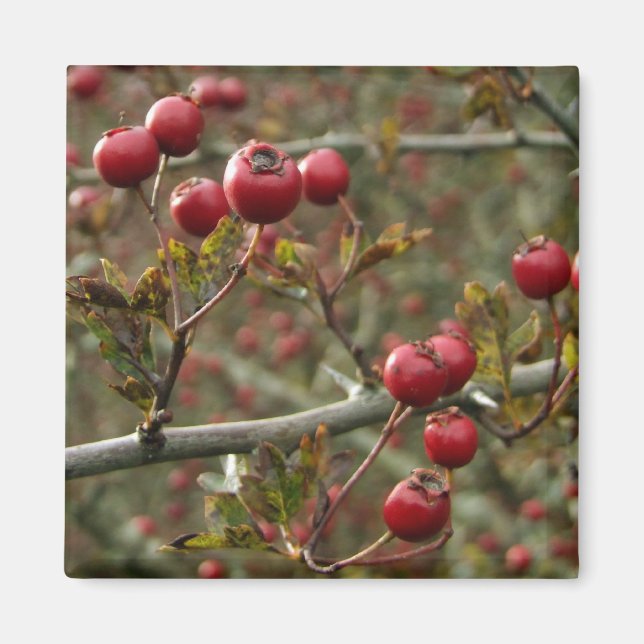 Aimant Hawthorn Berries (Devant)