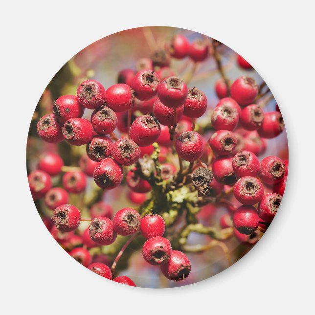 Aimant Hawthorn Berries (Devant)