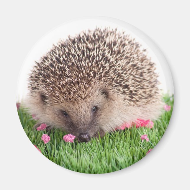 Aimant hedgehog, (Devant)