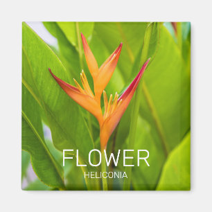 Aimant Heliconia Fleurs Plante Botanique Jardin Design