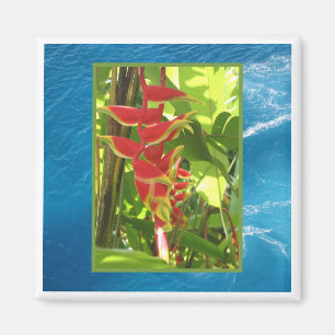 Aimant Heliconia rostrata