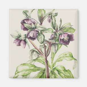 Aimant Helleborus Orientalis de Helen Ballard