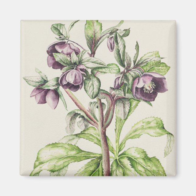 Aimant Helleborus Orientalis de Helen Ballard (Devant)