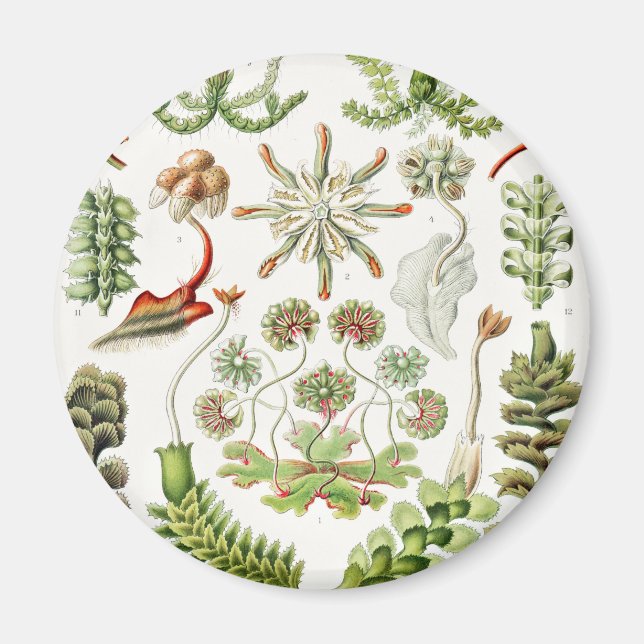 Aimant Hepaticae Lebermoose par Ernst Haeckel (Devant)