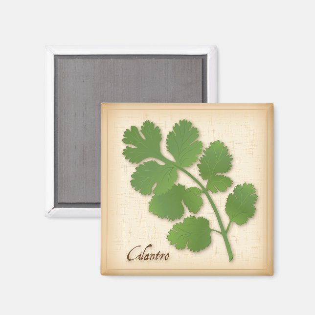 Aimant Herbe de coriandre (Recto/Verso)