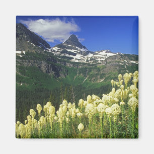 Aimant Herbe d'ours à Logan Pass dans le parc national de