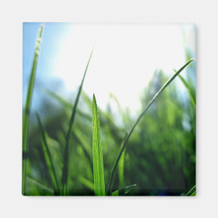 Aimant Herbe et ciel bleu