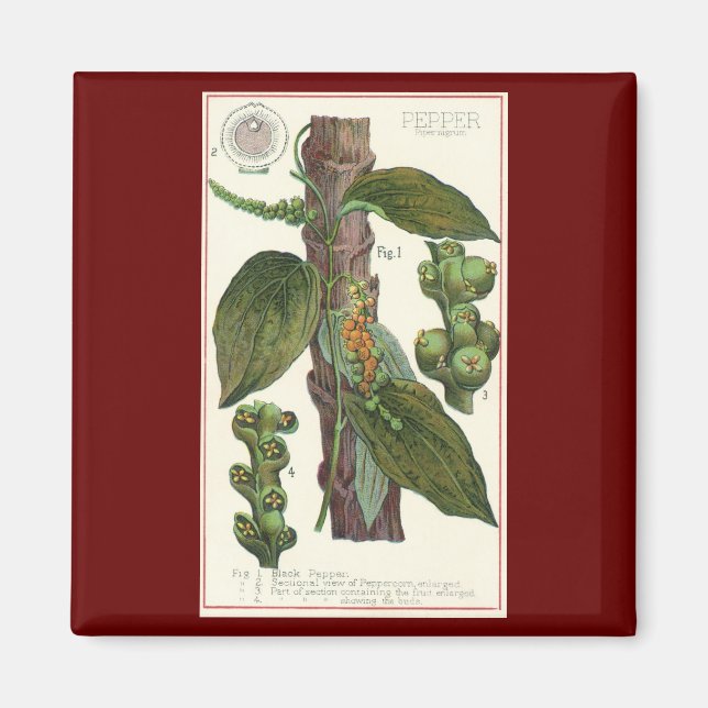 Aimant Herbes alimentaires vintages épices, poivre noir P (Devant)