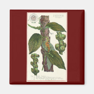 Aimant Herbes et épices alimentaires vintage, plante de p