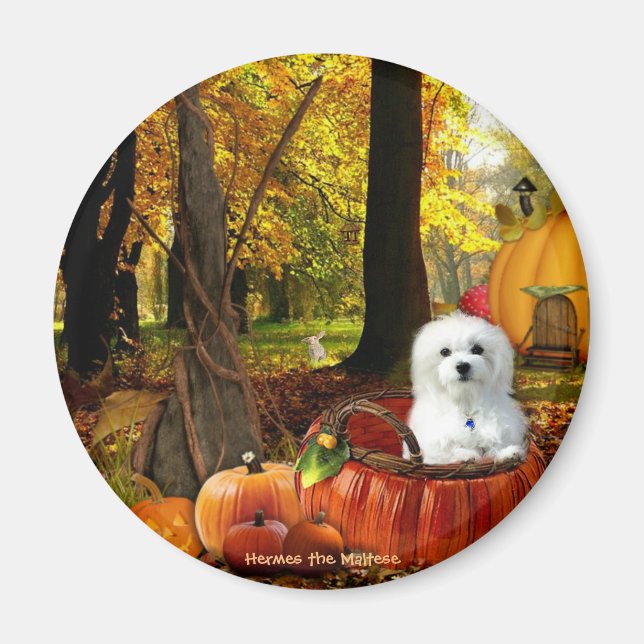 Aimant Hermes le Maltais (Devant)