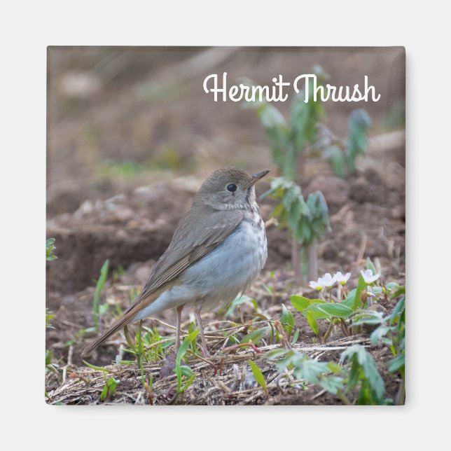 Aimant Hermite Thrush (Devant)