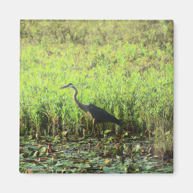 Aimant Heron 6449 (Devant)