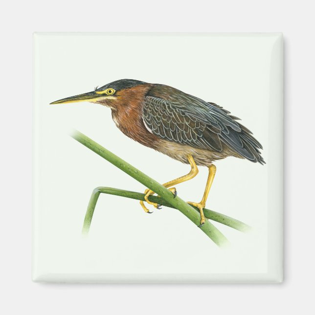 Aimant Heron Vert (Devant)