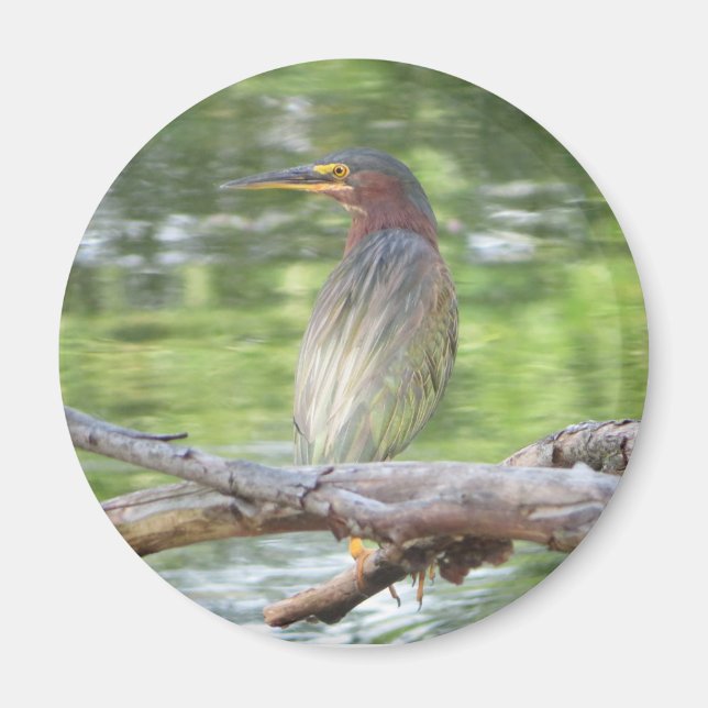 Aimant Heron vert (Devant)