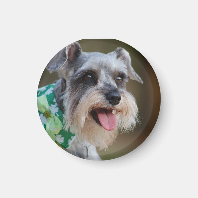 Aimant Heureux Chiot Schnauzer Miniature (Devant)