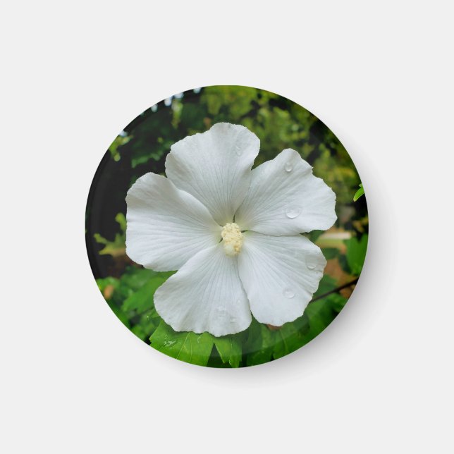 Aimant Hibiscus (Devant)