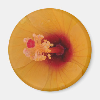 Aimant Hibiscus