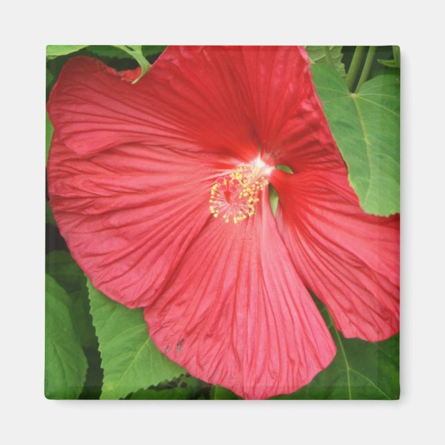 Aimant Hibiscus Flower Bright Magenta (Devant)