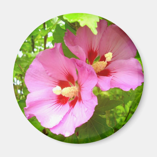 Aimant Hibiscus rose (Devant)
