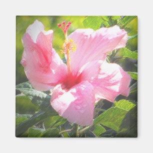 Aimant Hibiscus rose