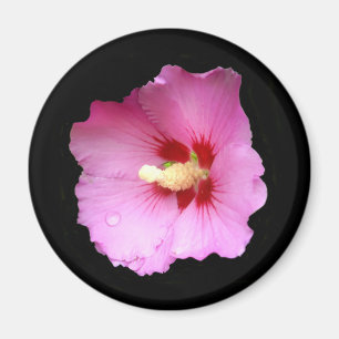 Aimant Hibiscus rose