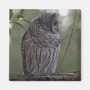 Aimant Hibou barré de jeune (varia de Strix) 2