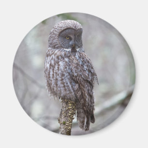 Aimant Hibou de grand gris