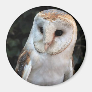 Aimant Hibou de grange blanc