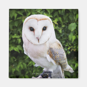 Aimant Hibou de grange (Tyto alba) sur le gant