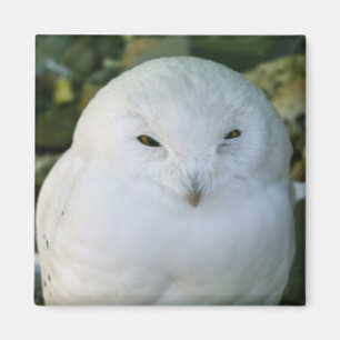 Aimant Hibou des neiges