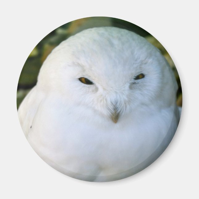 Aimant Hibou des neiges (Devant)