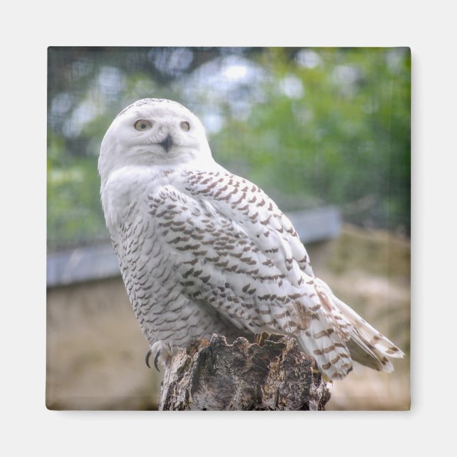Aimant Hibou des neiges (Devant)
