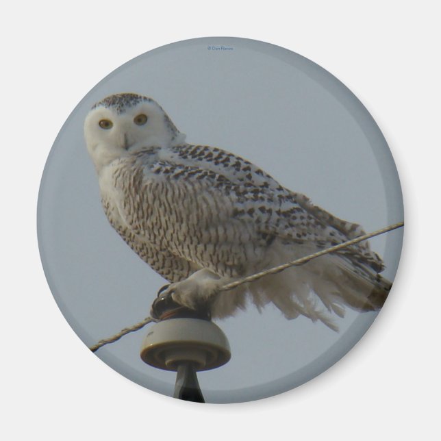 Aimant Hibou des neiges B38 (Devant)