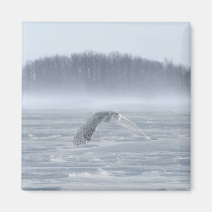 Aimant Hibou des neiges en vol en hiver
