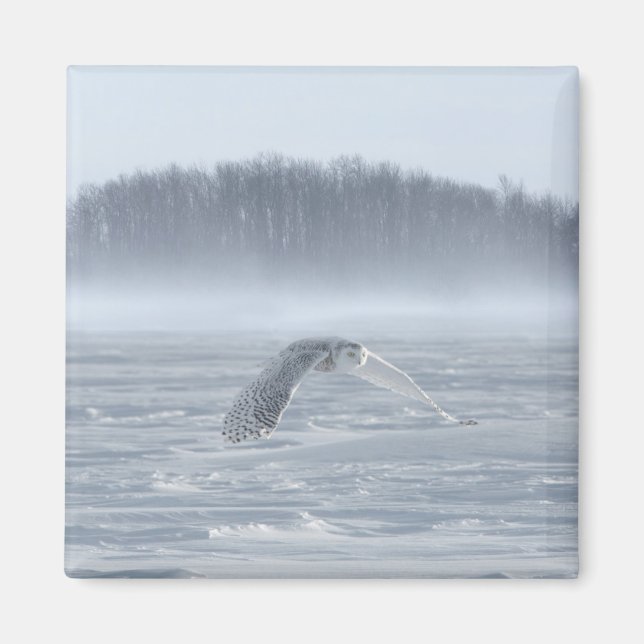 Aimant Hibou des neiges en vol en hiver (Devant)